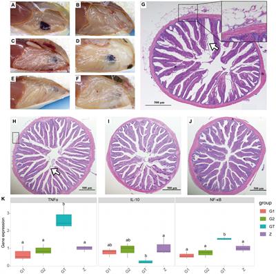 Eucommia ulmoides Oliver repairs the disorder of intestinal microflora caused by high starch in Micropterus salmoides and improves resistance to pathogens